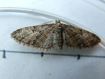 Brindled Pug